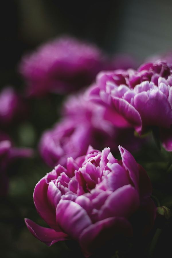 Pivoine en gros plan — Pétale & Cie